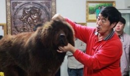 藏獒先生爆料了吗视频播放,揭秘背后惊人真相